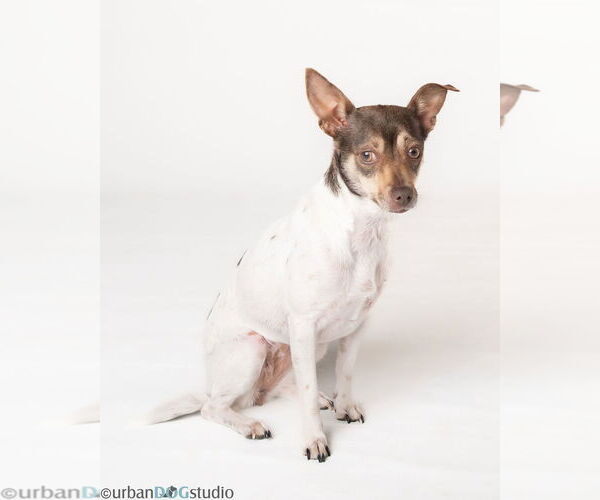 Medium Photo #2 Chihuahua-Unknown Mix Puppy For Sale in Tampa, FL, USA