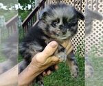 Puppy 4 Pomeranian