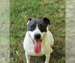 Small #1 Mutt