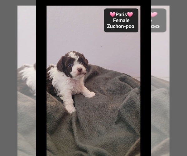 Medium Photo #2 Poodle (Toy)-Zuchon Mix Puppy For Sale in TUCSON, AZ, USA