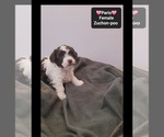 Small #1 Poodle (Toy)-Zuchon Mix