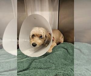 Mutt Dogs for adoption in Downey, CA, USA