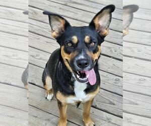Australian Kelpie-Unknown Mix Dogs for adoption in Wakefield, RI, USA