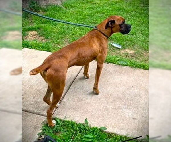 Medium Photo #4 Boxer Puppy For Sale in Austin, TX, USA