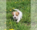 Puppy Charlie Jack Russell Terrier