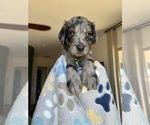 Small #2 Goldendoodle