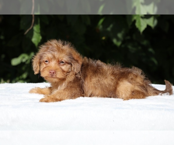 Medium Photo #13 Yorkiepoo mix (+ Poodle Toy) Puppy For Sale in DYERSBURG, TN, USA
