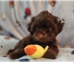 Small #7 Shih Tzu