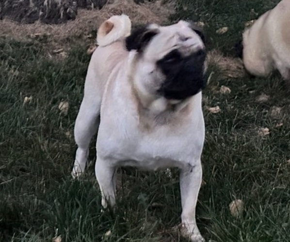 Medium Photo #1 Pug Puppy For Sale in ATHENS, WI, USA