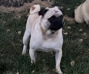 Father of the Pug puppies born on 08/13/2025