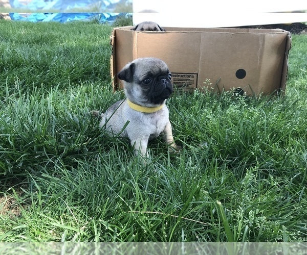 View Ad Pug Litter of Puppies for Sale near Virginia, DAYTON, USA. ADN