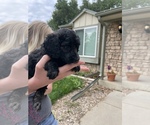 Small Photo #5 Poodle (Standard) Puppy For Sale in BROOMFIELD, CO, USA