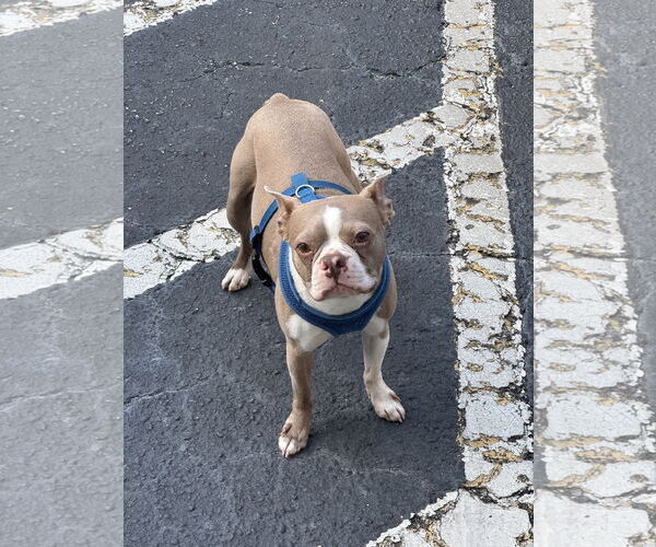 Medium Photo #3 Boston Terrier Puppy For Sale in Valrico, FL, USA