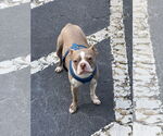 Small #2 Boston Terrier