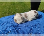 Small #3 Miniature American Shepherd