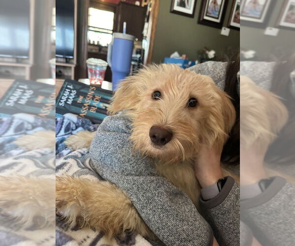 Medium Photo #3 Goldendoodle (Miniature) Puppy For Sale in Plymouth, MN, USA