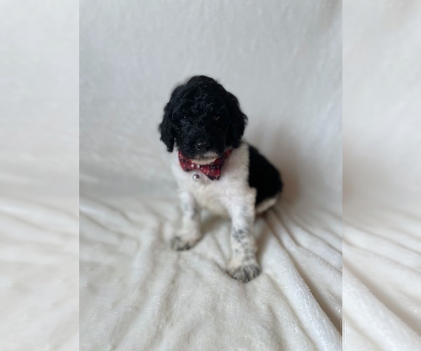 Medium Photo #8 Goldendoodle Puppy For Sale in CHESNEE, SC, USA