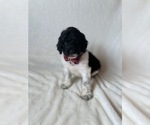 Small Photo #8 Goldendoodle Puppy For Sale in CHESNEE, SC, USA