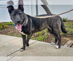 Small #1 Mutt
