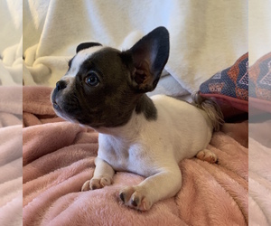 French Bulldog Puppy for sale in JOHNS ISLAND, SC, USA