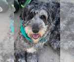 Small Photo #1 Double Doodle Puppy For Sale in CHULA VISTA, CA, USA