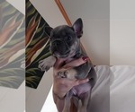 Puppy 1 French Bulldog