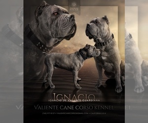 Father of the Cane Corso puppies born on 05/23/2025