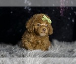 Small #3 Poodle (Toy)