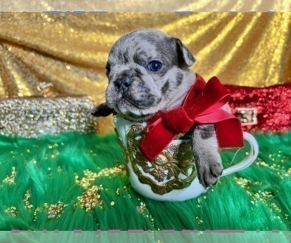 Medium Photo #39 French Bulldog Puppy For Sale in HAYWARD, CA, USA