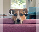 Small #4 Mutt