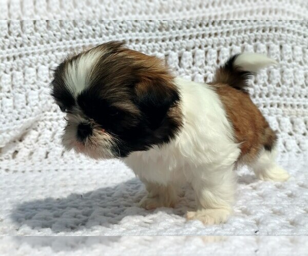 Medium Photo #4 Shih Tzu Puppy For Sale in DALTON, OH, USA