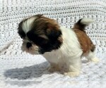 Small #3 Shih Tzu