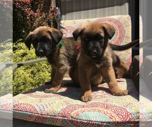 Medium Photo #1 Malinois Puppy For Sale in SHELTON, WA, USA
