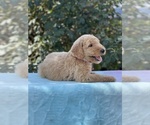 Small Photo #5 Goldendoodle Puppy For Sale in ANTIOCH, TN, USA