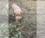 Small Photo #10 Labradoodle Puppy For Sale in HILLSDALE, MI, USA