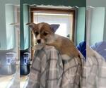 Small Photo #4 Pembroke Welsh Corgi Puppy For Sale in MCMINNVILLE, TN, USA