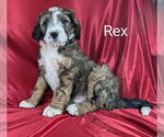 Small Photo #30 Bernedoodle Puppy For Sale in CANON CITY, CO, USA