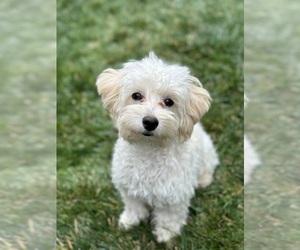 Goldendoodle-Poodle (Miniature) Mix Puppy for sale in THORNTON, CO, USA