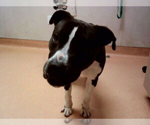 Mutt Dogs for adoption in Martinez, CA, USA