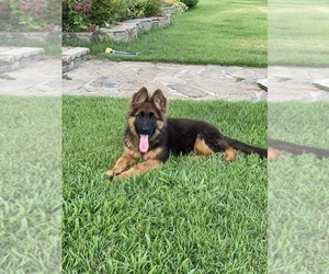 German Shepherd Dog Puppy for sale in SULPHUR SPRINGS, TX, USA