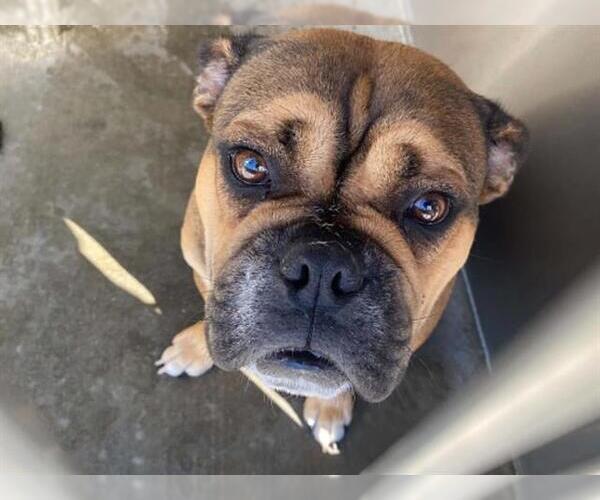 Medium Photo #1 Bulldog-Unknown Mix Puppy For Sale in Orange, CA, USA