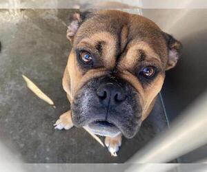 Bulldog-Unknown Mix Dogs for adoption in Orange, CA, USA
