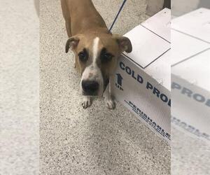 Labrador Retriever-Unknown Mix Dogs for adoption in Conroe, TX, USA