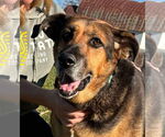 Small #5 German Shepherd Dog Mix