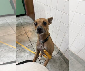 Jack - Male Rat Terrier Dog for Adoption - Photo #5