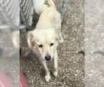 Small #2 Pomeranian Mix