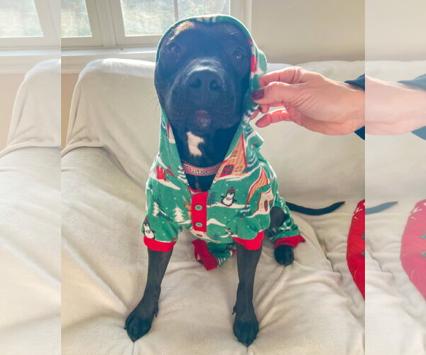 Medium Photo #15 American Pit Bull Terrier-Unknown Mix Puppy For Sale in Rockaway, NJ, USA