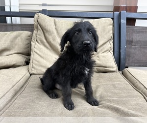 Labradoodle Puppy for sale in GILLETT, PA, USA