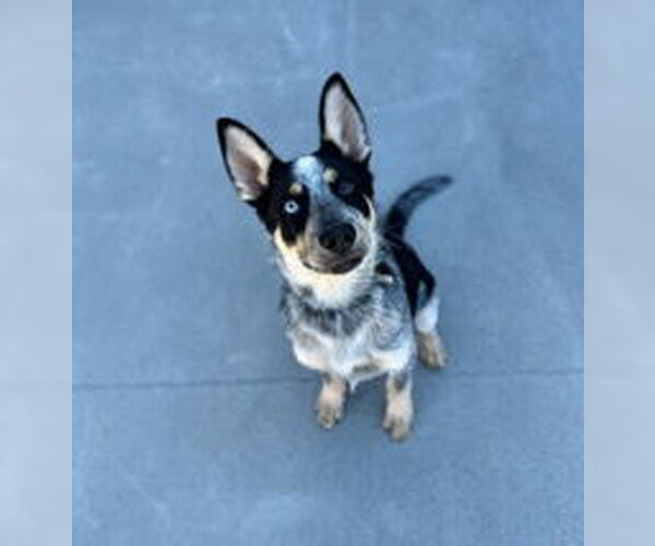 Medium Photo #1 Mutt Puppy For Sale in Salinas, CA, USA