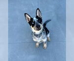 Small Mutt